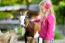 Cute Little Girl Petting And Feeding A Goat At Petting Zoo. Child Playing With A Farm Animal On Sunny Summer Day.