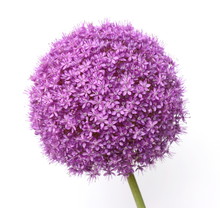 Purple Allium Isolated On White