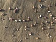 sea shells on the sunny beach 