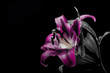 © Rafal Kucharek - Różne oblicza Lilii