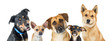 Various Dogs Horizontal Web Banner