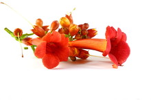 Red Flowers Of Trumpet Creeper Climber Vine - Campsis Radicans Isolated On White Background.