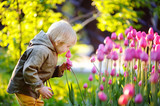 Fototapeta Tulipany - Little boy smelling pink tulips in the garden at the spring or summer day