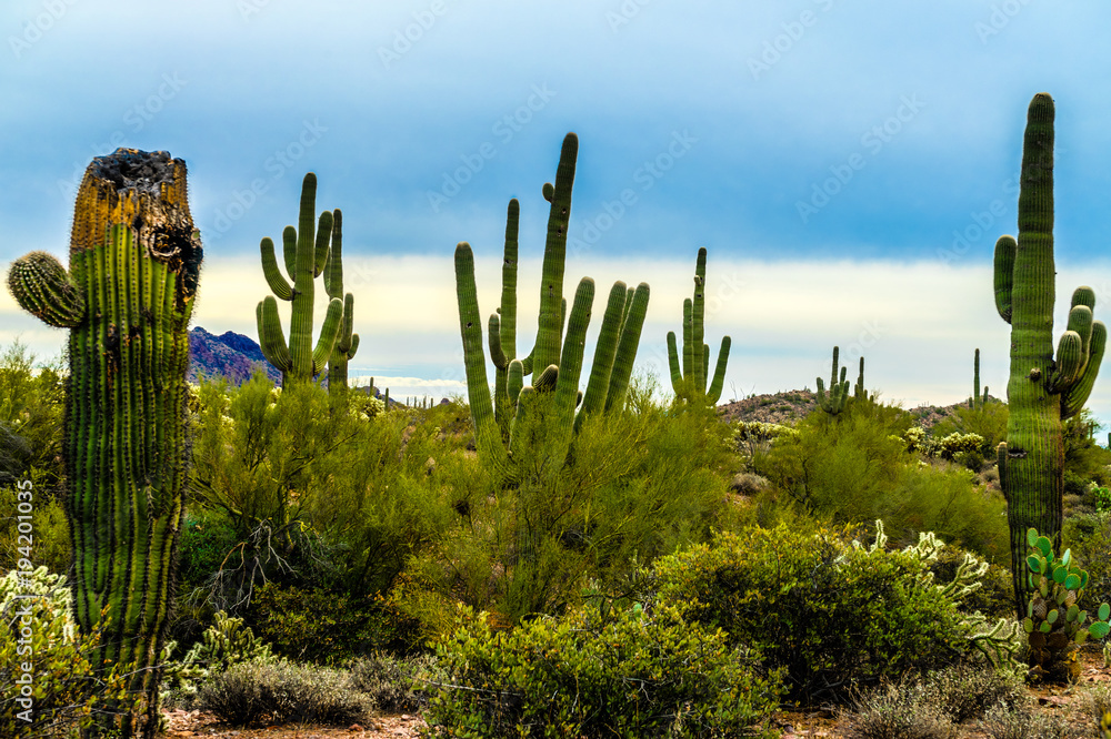 These are saguaro cacti, growing in the beautiful desert surrounding the  Vulture Peak area on BLM land near Wickenburg, Arizona. Stock Photo | Adobe  Stock