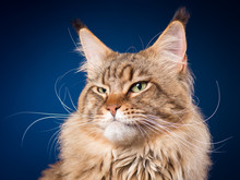 Portrait Of Funny Maine Coon Cat. Close-up Studio Photo Of Beautiful Big Adult Black Tabby Cat On Blue Background. 