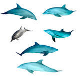 Fototapeta Dziecięca - Bottlenose Dolphins isolated on white background