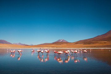 Plakat flamingo pustynia wulkan piękny