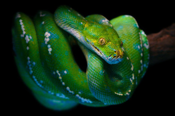 Beautiful colorful Green tree python (morelia viridis), The snake with specific name Aru island Chondro python climbing on brown dry wood, Selective focus and isolate black background