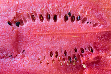 Red watermelon background