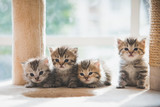 Fototapeta Koty - Group persian kittens sitting on cat tower