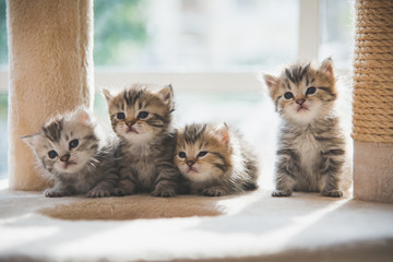 Poster - Group persian kittens sitting on cat tower