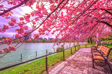 Benches under cherry trees in full bloom during Hanami along Shinobazu Pond in Ueno Park, a park near Ueno Station, central Tokyo. Ueno Park is considered the best spot in Tokyo for cherry blossoms.