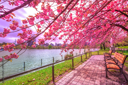 Fototapeta na szkło Ławki pod drzewami wiśni w pełnym rozkwicie podczas Hanami wzdłuż stawu Shinobazu w parku Ueno, parku w pobliżu stacji Ueno, centrum Tokio. Ueno Park jest uważany za najlepsze miejsce w Tokio dla kwiatów wiśni.
