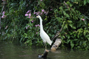  White egret, Costa Rica