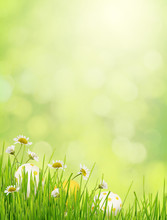 Green Background With Grass, Daisy Flowers And Easter Eggs