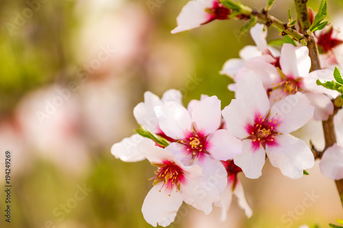 Beautiful almond blossoms on the almont tree branch плакат