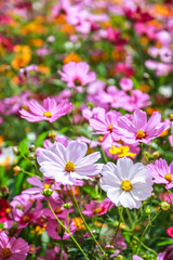 colorful cosmos flower blooming in the field