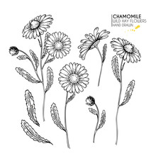 Hand Drawn Wild Hay Flowers. Chamomile Or Daisy Flower. Vintage Engraved Art. Botanical Illustration. Good For Cosmetics, Medicine, Treating, Aromatherapy, Nursing, Package Design, Field Bouquet.