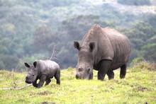 Just A Baby Rhino And His Mother