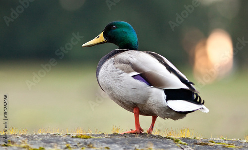 Fotomural Canard colvert mâle au repos sur un mur de pierre