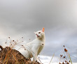 Primeiro plano gato branco sentado sobre um tronco, ao fundo céu com nuvens dispersas. 