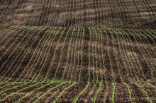 Rows Of Young Corn Plants On A Hilly Field. Selective Focus.