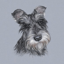 Illustration Of The Scottish Terrier On A Gray Background. Dog Is Man's Best Friend. Animal Collection: Dogs. Black And White Portrait. Art Background For Banner, T-shirt, Cover. Design Template
