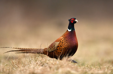 Wall Mural - Ringneck Pheasant (Phasianus colchicus)