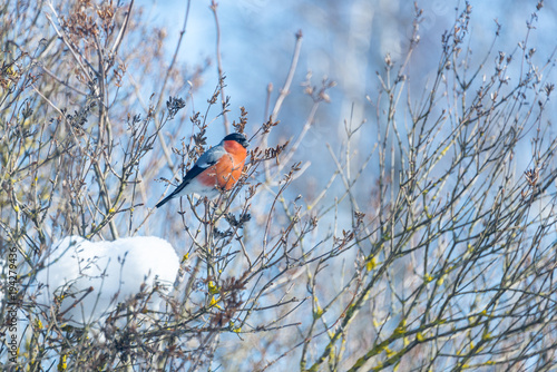 Fotomural red-breasted bullfinch on a sunny winter day sits on a branch