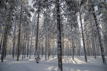  the winter in swedish Lapland