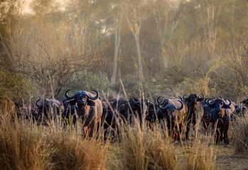 Wall Mural - Büffel Herde im Fevertree Forest von Makuleke, Südafrika