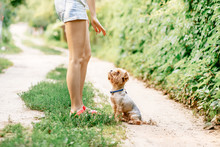 Woman On A Walk Training  Small Dog Yorkshire Terrier On Sunny Nature Background
