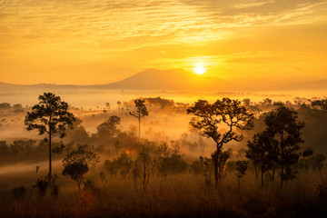 Wall Mural - beautiful sunrise landscape of forest , pine tree , mountain in a misty morning at thung salaeng lua