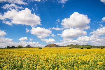 Wall Mural - Beautiful Landscape view of sunflower field with blue sky and cloud