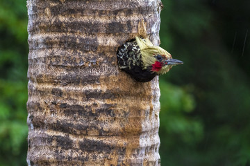 pica-pau-woodpecker ninho