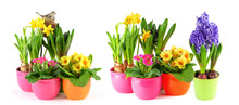 Spring Flowers White Background Hyacinth Primulas Daffodils