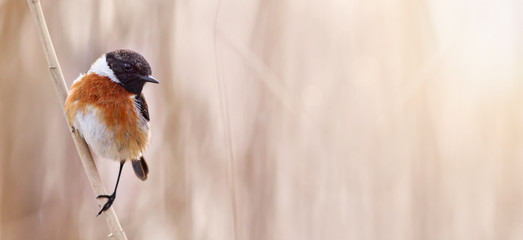 Wall Mural - Small bird sitting on a reed, web banner of an European stonechat