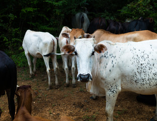 Sri Lankan Cattle