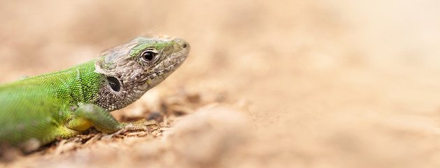 close-up of a green lizard - web banner with blank, copy space