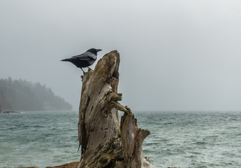 Canvas Print - Crow On Driftwood