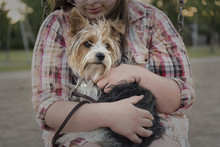 Midsection Of Teenage Girl Carrying Yorkshire Terrier At Playground
