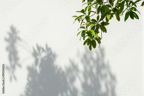 Fototeppich - tree branch and leaf with shadow on a white concrete wall (von sema_srinouljan)