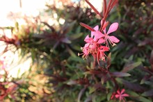 Beautiful Guara Lindheimeri Pink Flower