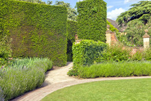 Landscaped Garden With Narrow Passage Path Through Trimmed Hedge, Flowering Purple Lavender And Evergreen Shrubs, On A Sunny Summer Day In An English Countryside .