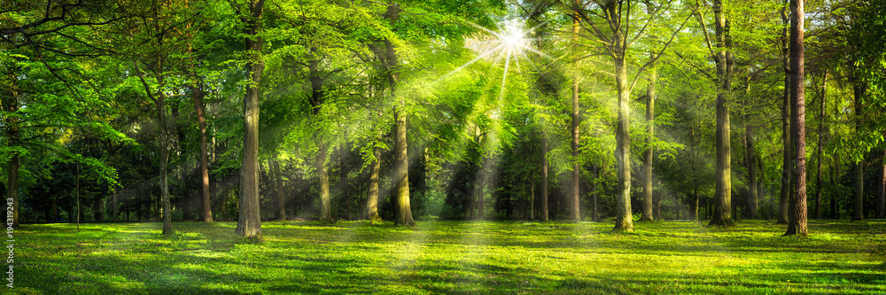 Grünes Wald Panorama im Sonnenlicht - obrazy, fototapety, plakaty 