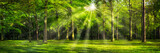 Fototapeta Las - Grünes Wald Panorama im Sonnenlicht