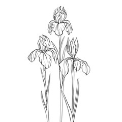 vector drawing flowers