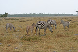Fototapeta Sawanna - afrikanisches Zebras im Nationalpark