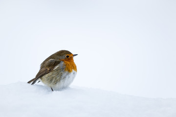 Wall Mural - robin readbreast perched in snow with a white snow background.
