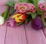 Fototapeta Tulipany - 
spring flowers tulips
